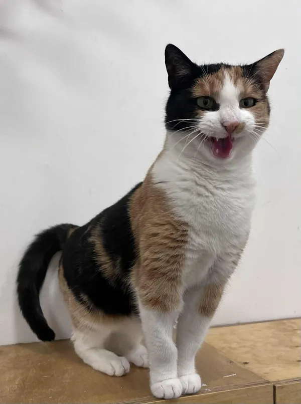 Kot do adopcji, Włocławek, 22 października 2025 (1/5)