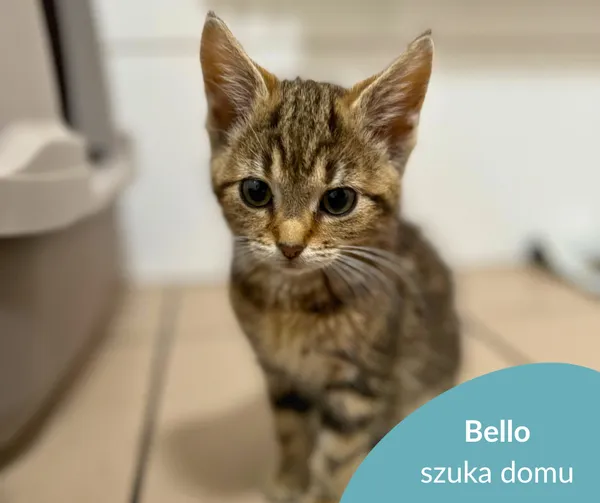 Kot do adopcji, Starogard Gdański, 22 października 2025 (1/2)