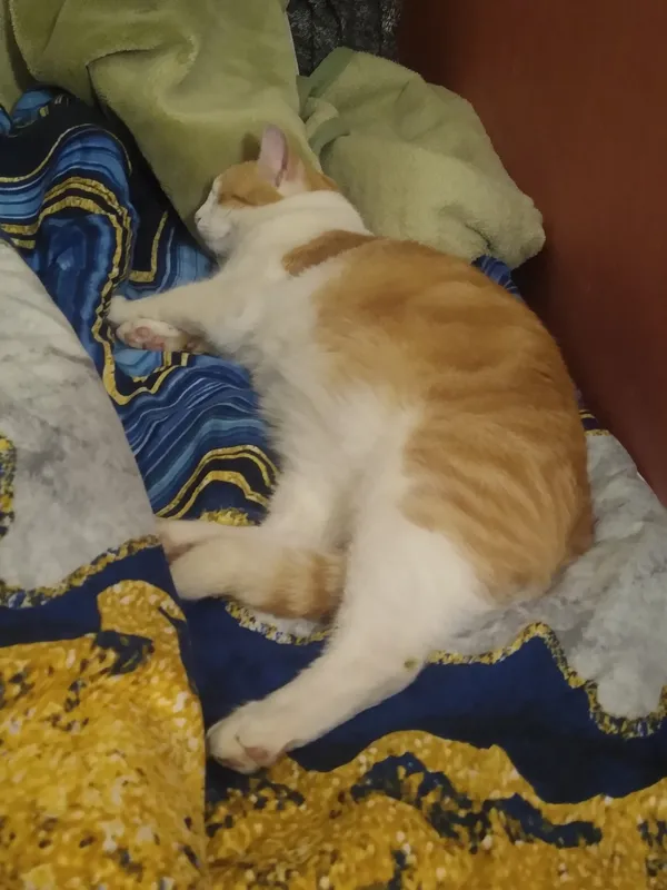 Zaginął kot, Łódź, 22 października 2025