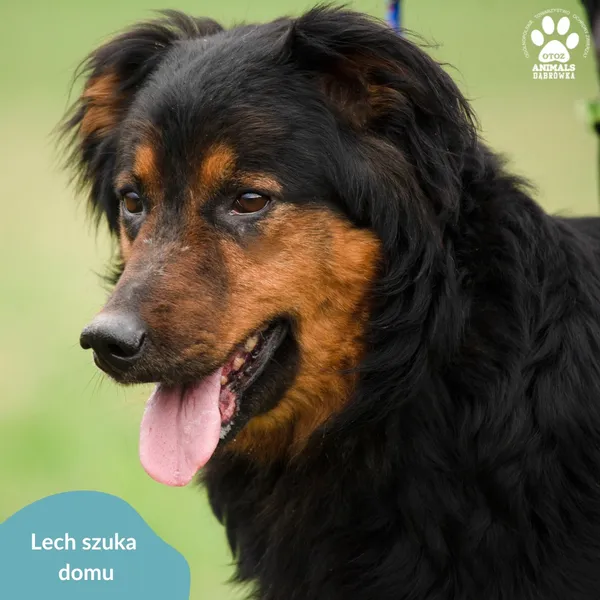 Pies do adopcji, Dąbrówka, 5 kwietnia 2024