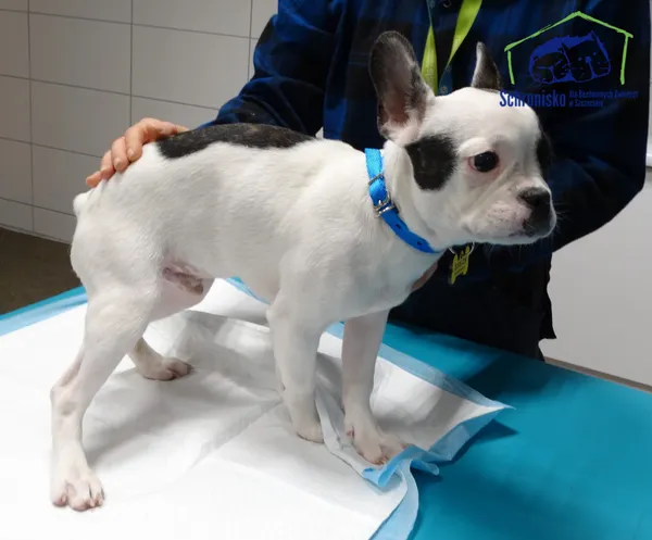 Znaleziono psa, Szczecin, 22 października 2025 (1/2)