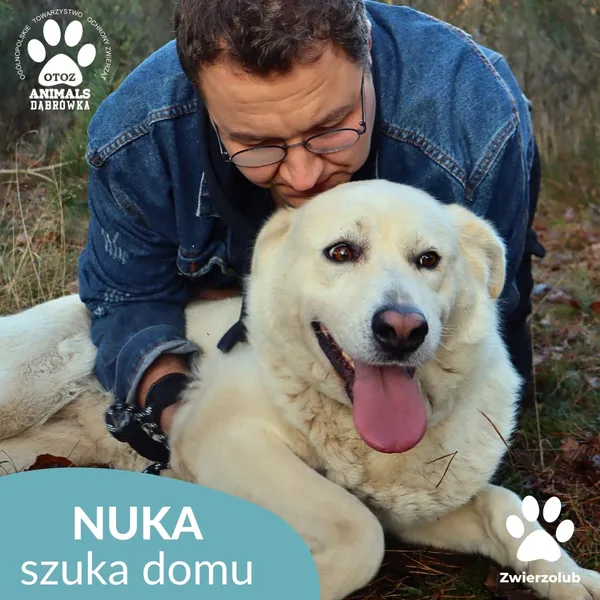 Znaleziono psa, Dąbrówka, 23 grudnia 2025 (3/4)