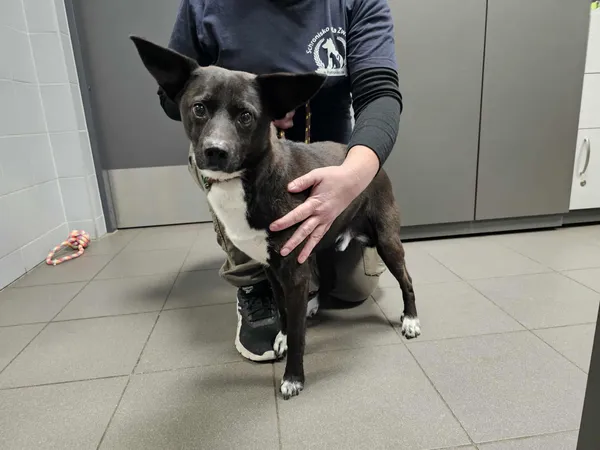 Znaleziono psa, Bydgoszcz, 20 października 2025