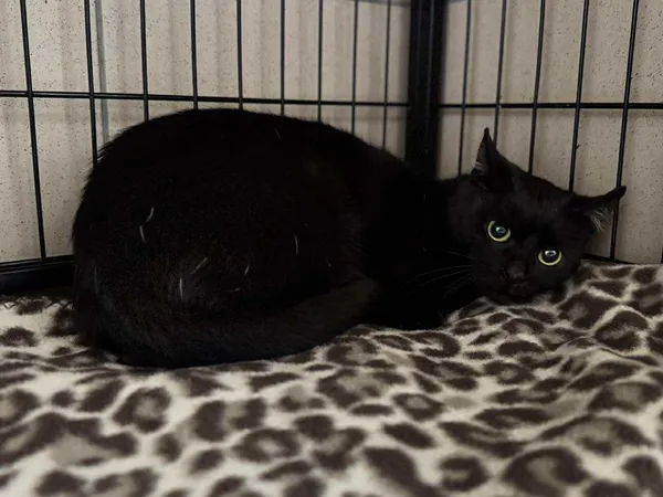 Znaleziono kota, Bydgoszcz, 17 października 2025