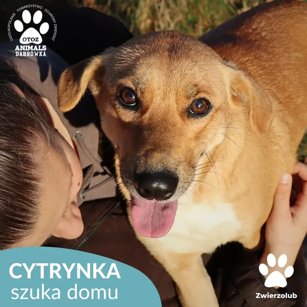 Znaleziono psa, Dąbrówka, 23 grudnia 2025 (1/4)