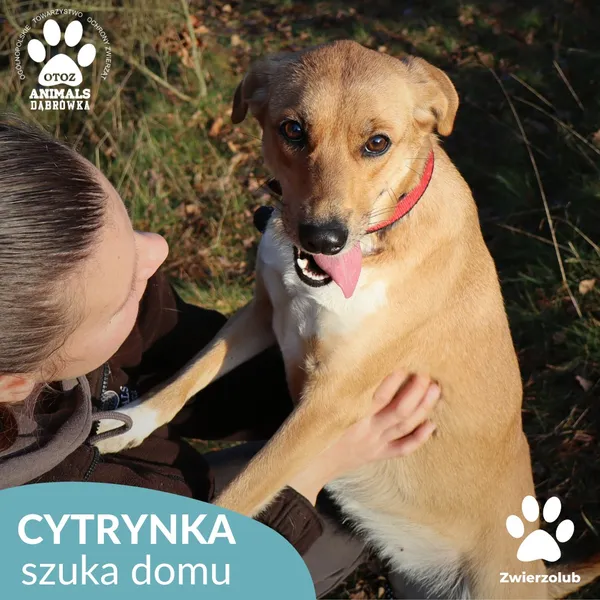 Znaleziono psa, Dąbrówka, 23 grudnia 2025 (2/4)