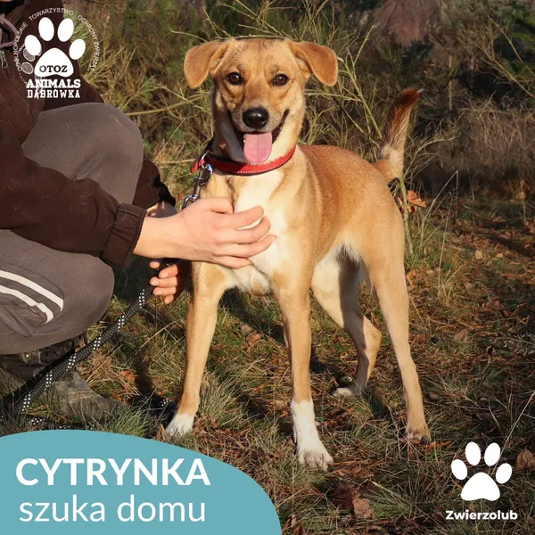 Znaleziono psa, Dąbrówka, 23 grudnia 2025 (3/4)