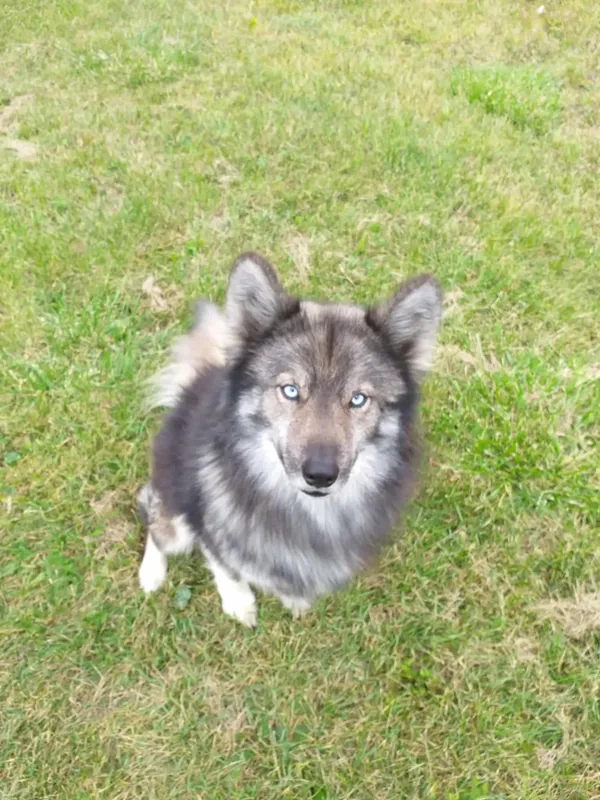 Zaginął pies, Gulinek, 23 października 2025 (1/5)