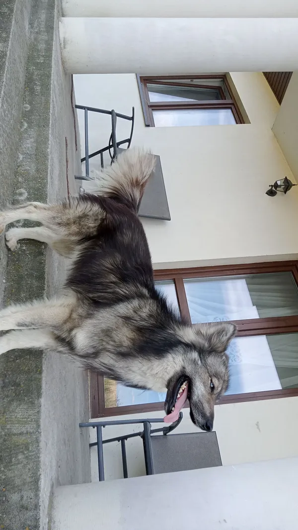 Zaginął pies, Gulinek, 23 października 2025 (4/5)