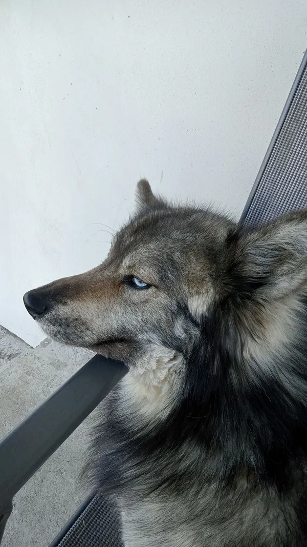 Zaginął pies, Gulinek, 23 października 2025 (5/5)