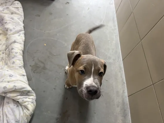 Pies do adopcji, Kraków, 17 października 2025