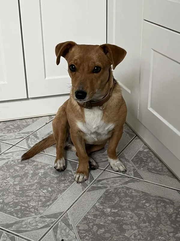 Zaginął pies, Radlin, 23 października 2025