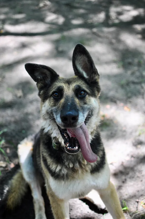 Oddam psa, Warszawa, Młynów, 23 października 2025 (1/6)