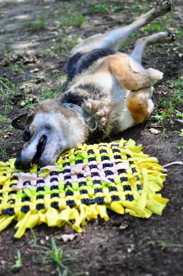 Oddam psa, Warszawa, Młynów, 23 października 2025 (3/6)