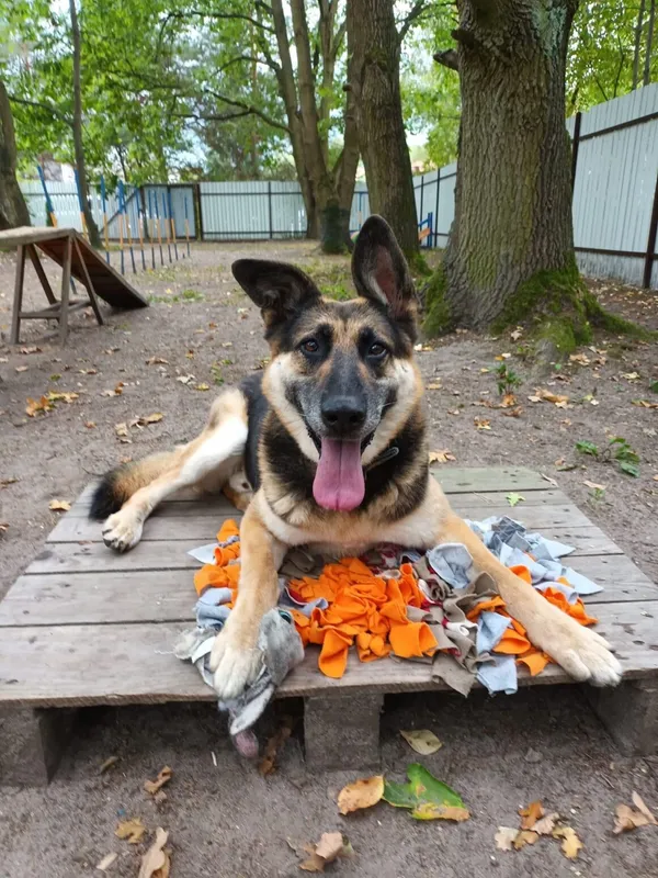 Oddam psa, Warszawa, Młynów, 23 października 2025 (4/6)