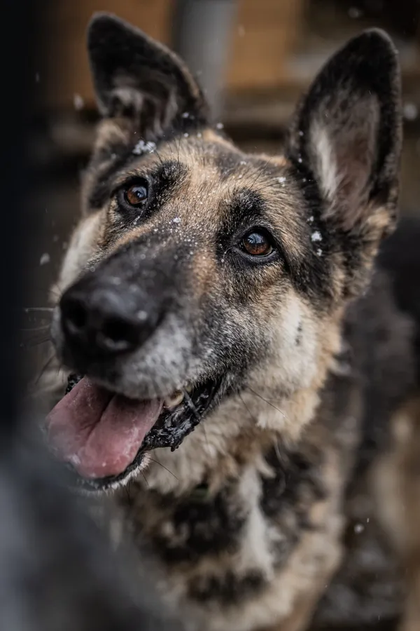 Oddam psa, Warszawa, Młynów, 23 października 2025 (5/6)