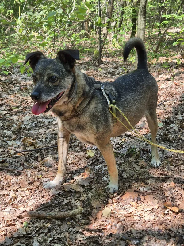 Oddam psa, Warszawa, Bródno, 23 października 2025 (3/5)