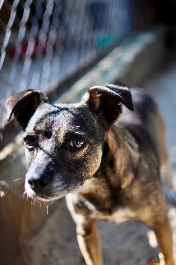 Oddam psa, Warszawa, Bródno, 23 października 2025 (4/5)