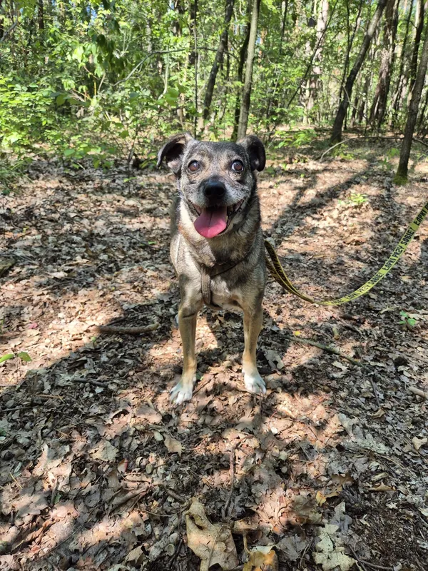 Oddam psa, Warszawa, Bródno, 23 października 2025 (5/5)