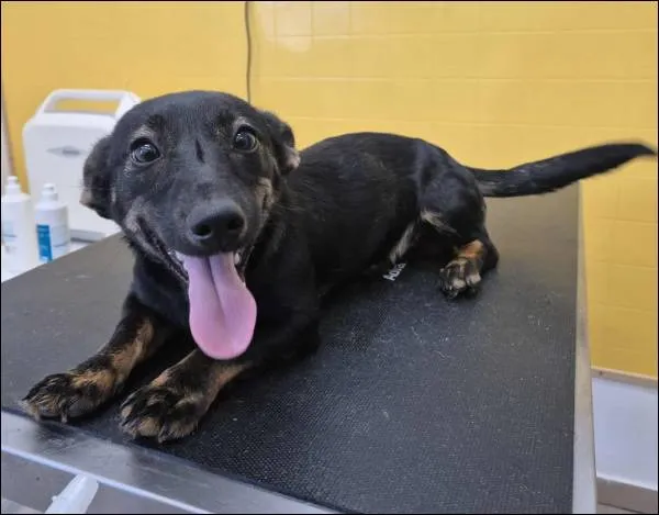 Znaleziono psa, Grudziądz, 23 października 2025