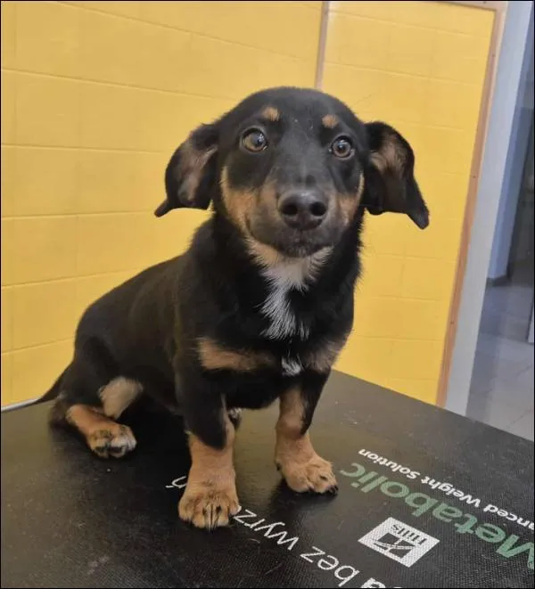 Znaleziono psa, Grudziądz, 23 października 2025