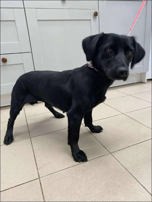 Znaleziono psa, Grudziądz, 22 października 2025