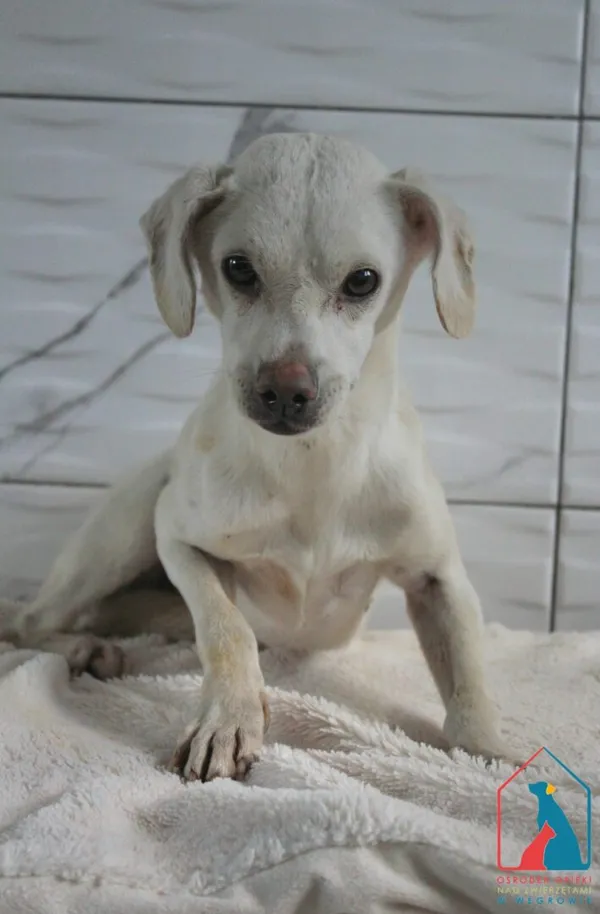 Pies do adopcji, Grudziądz, 8 października 2025