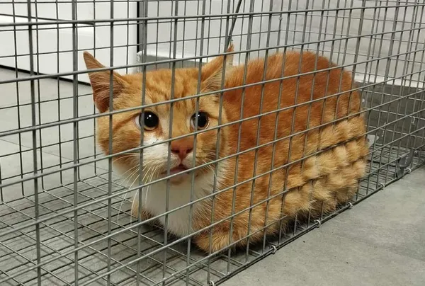 Znaleziono kota, Toruń, 22 października 2025