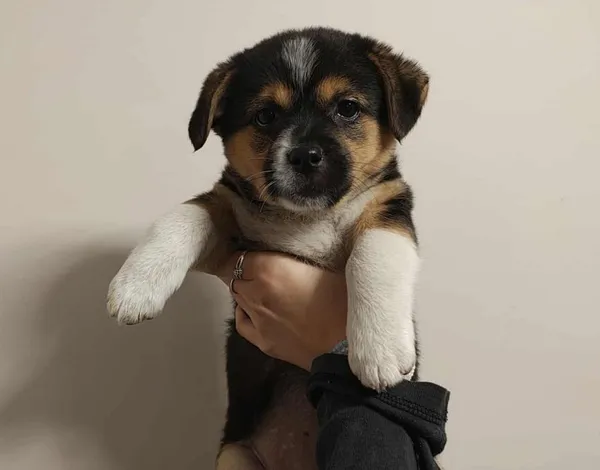 Znaleziono psa, Toruń, 21 października 2025