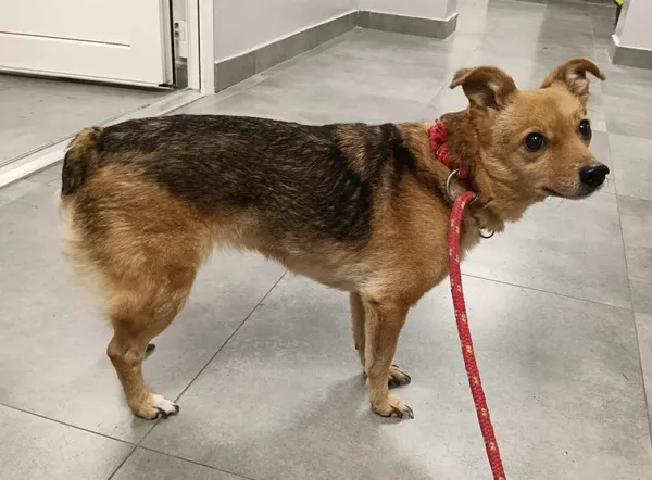 Znaleziono psa, Toruń, 21 października 2025