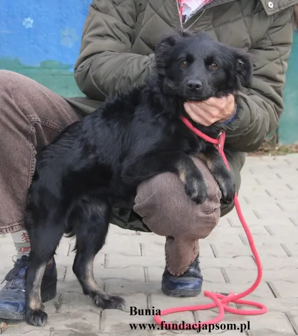 Pies do adopcji, Nowy Dwór Mazowiecki, 22 października 2025 (3/5)