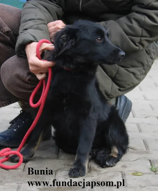Pies do adopcji, Nowy Dwór Mazowiecki, 22 października 2025 (4/5)