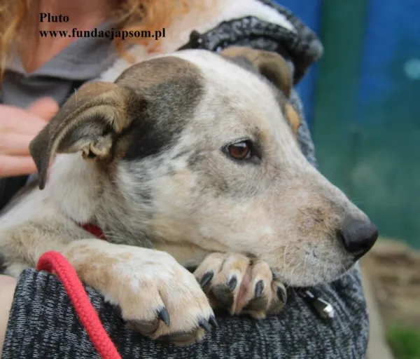 Pies do adopcji, Nowy Dwór Mazowiecki, 22 października 2025 (2/5)