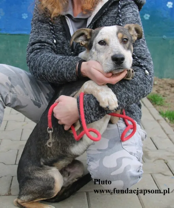 Pies do adopcji, Nowy Dwór Mazowiecki, 22 października 2025 (3/5)