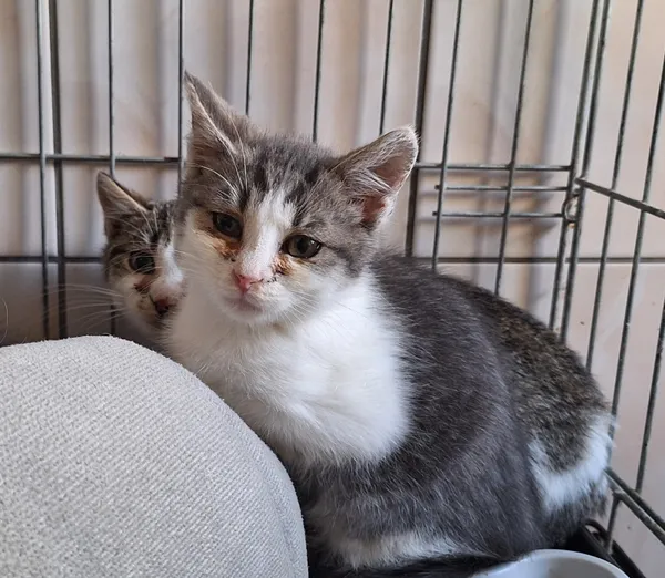 Kot do adopcji, Orzechowce, 22 października 2025 (3/5)