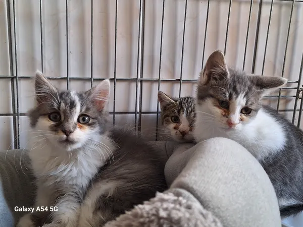 Kot do adopcji, Orzechowce, 22 października 2025 (5/5)