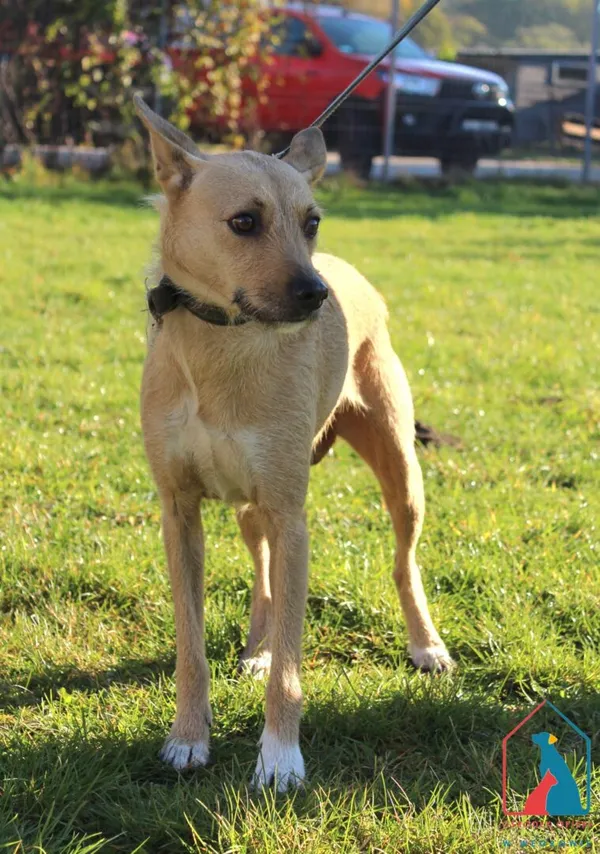 Pies do adopcji, Grudziądz, 18 października 2025