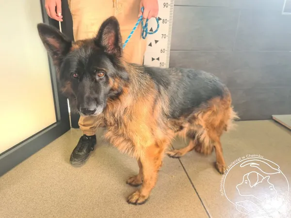 Znaleziono psa, Chełmek, 22 października 2025