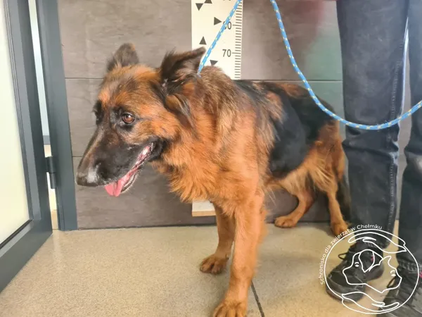 Znaleziono psa, Chełmek, 22 października 2025