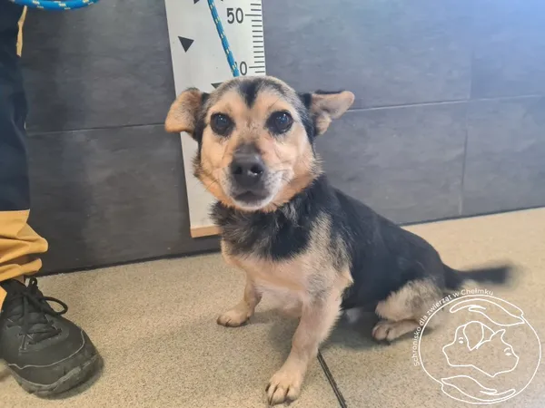 Znaleziono psa, Chełmek, 21 października 2025