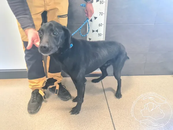 Znaleziono psa, Chełmek, 21 października 2025