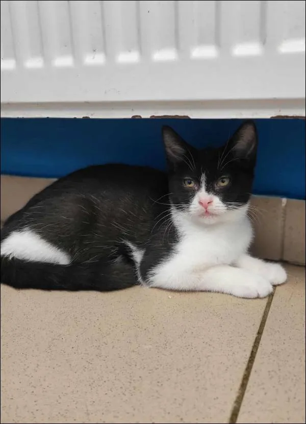 Znaleziono kota, Grudziądz, 23 października 2025