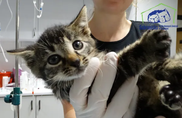 Kot do adopcji, Szczecin, 22 października 2025 (1/2)