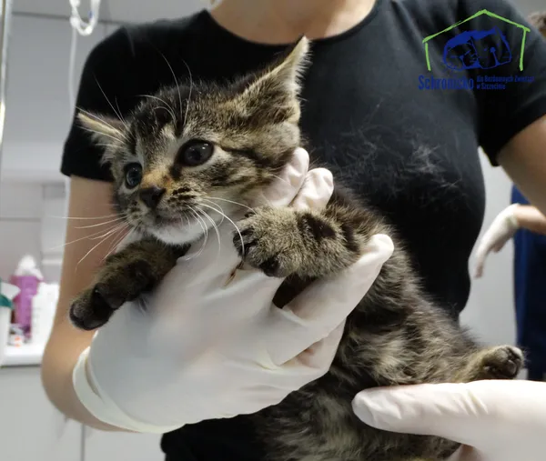 Kot do adopcji, Szczecin, 22 października 2025 (2/2)