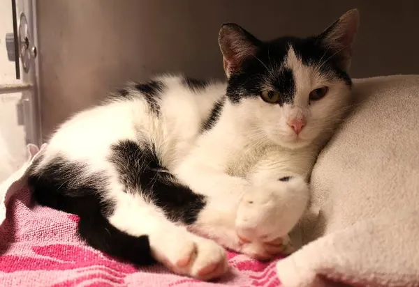 Znaleziono kota, Łódź, 23 października 2025 (1/2)