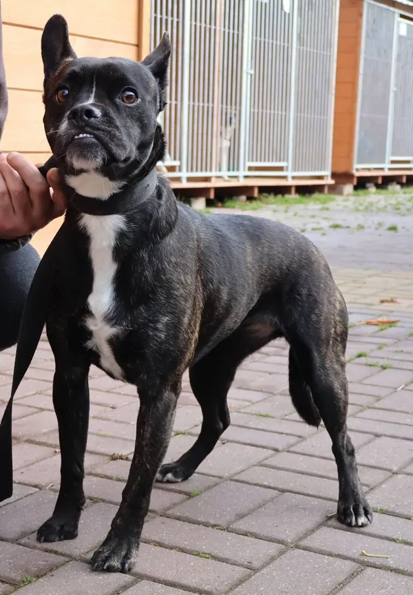 Znaleziono psa, Łódź, 22 października 2025 (2/2)