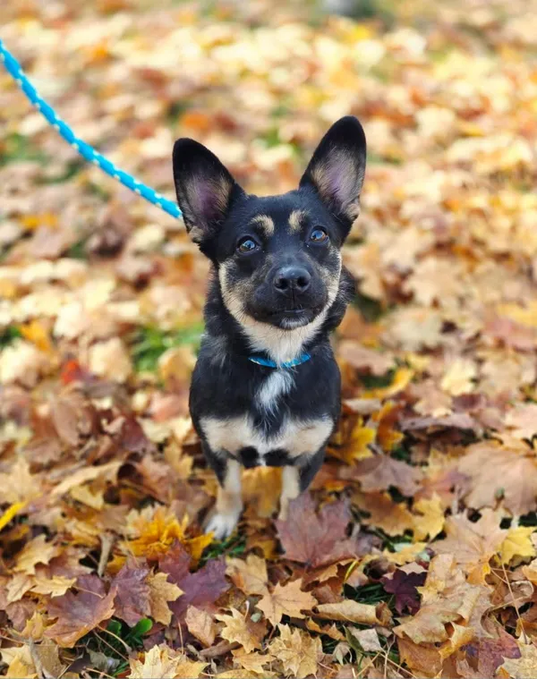 Pies do adopcji, Radom, 23 października 2025 (1/5)