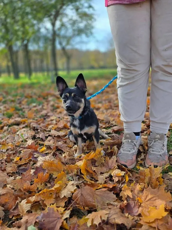 Pies do adopcji, Radom, 23 października 2025 (2/5)