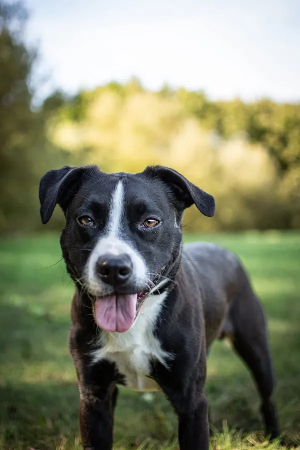 Pies do adopcji, Radom, 23 października 2025 (1/5)