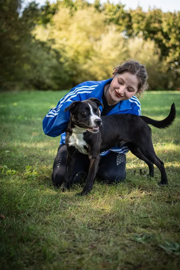 Pies do adopcji, Radom, 23 października 2025 (5/5)